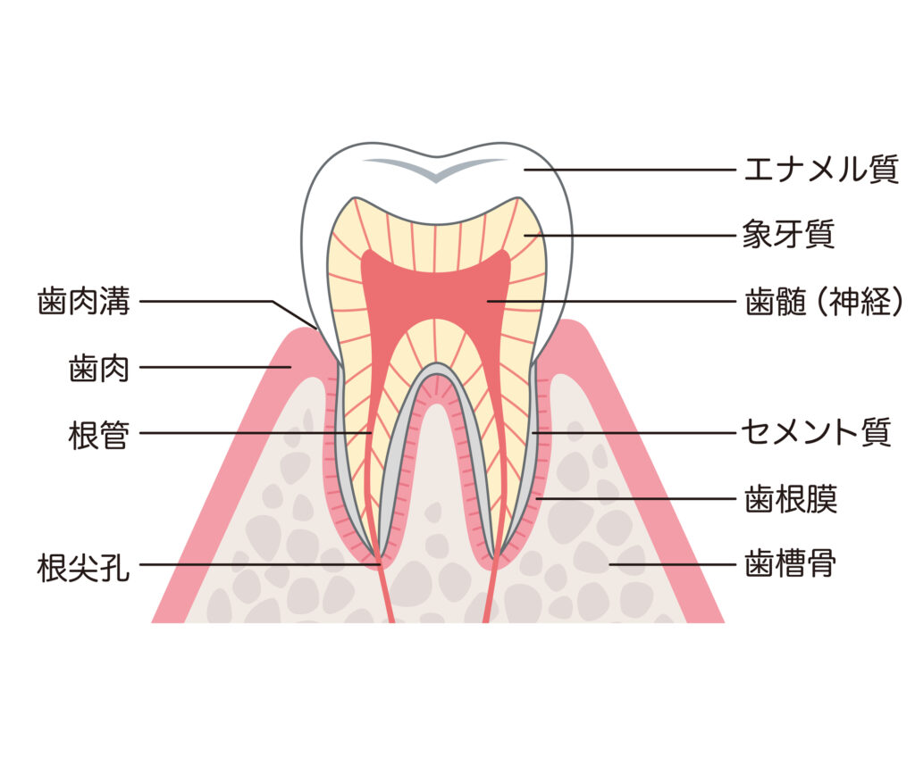 歯の象牙質、エナメル質